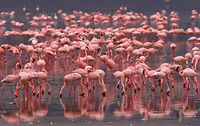 Целое озеро из фламинго