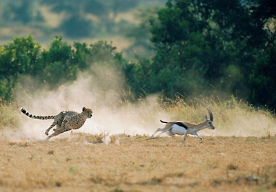 Настоящая охота только у зверей - гепард гонится за газелью