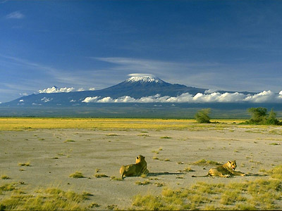Львы и Килиманджаро - царственная картина