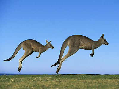 Один из символов Австралии - кенгуру