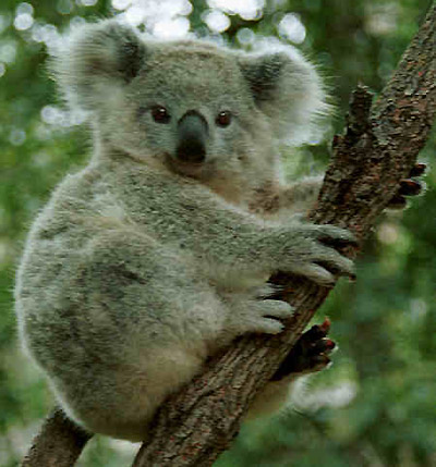 Наверное одно из самых милых и забавных существ на нашей планете - коала